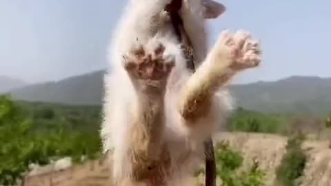 Not Cruel! Little ninja Kitty Munching on the Chicken foot!