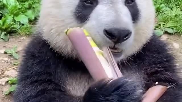 PANDA EAT A BAMBOO