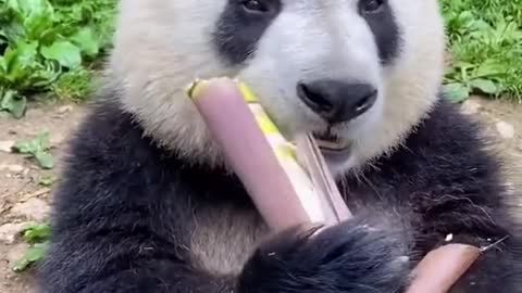 PANDA EAT A BAMBOO