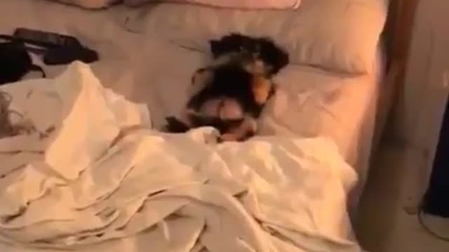 Dog was awake