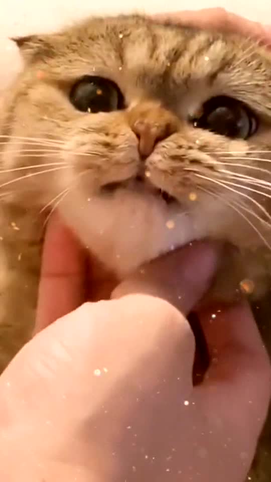 Do you want to rub her face?