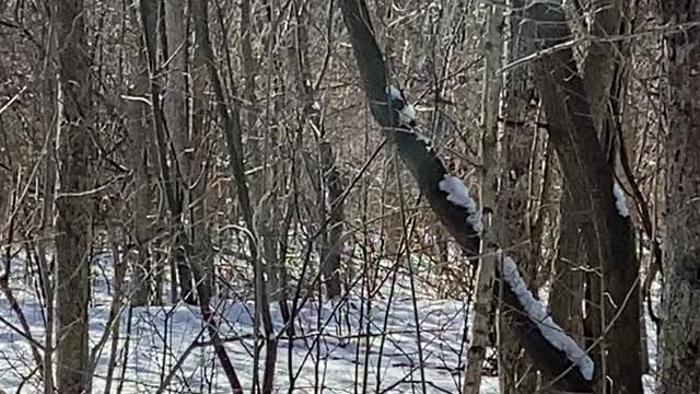 Wood peckers grabbing some tasty human food