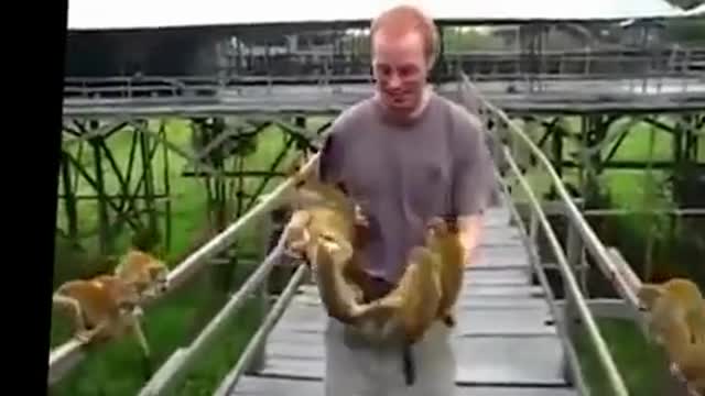 Funny monkey videos 😂😂😂😂