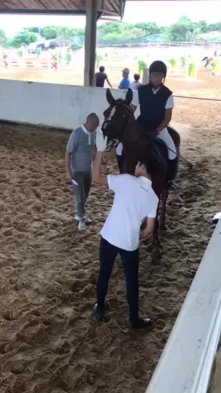 Checking a horse after competition