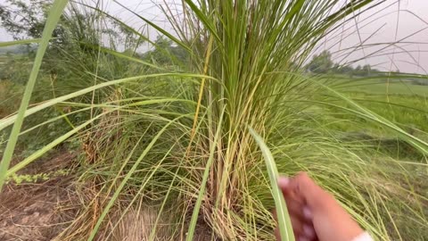 Pakistani Village Morning Life | Vlog by Malik Ramzan Isra