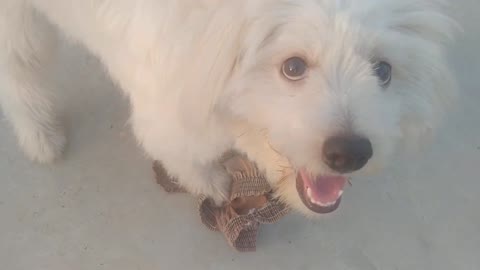 Angry Lhasa Apso puppy