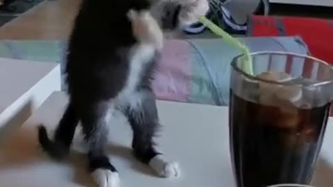 Baby Cat Drink Coldrinks