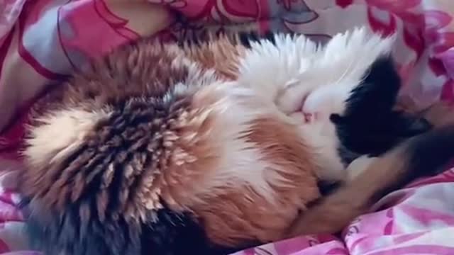 Watch the cat Mawen snore while sleeping