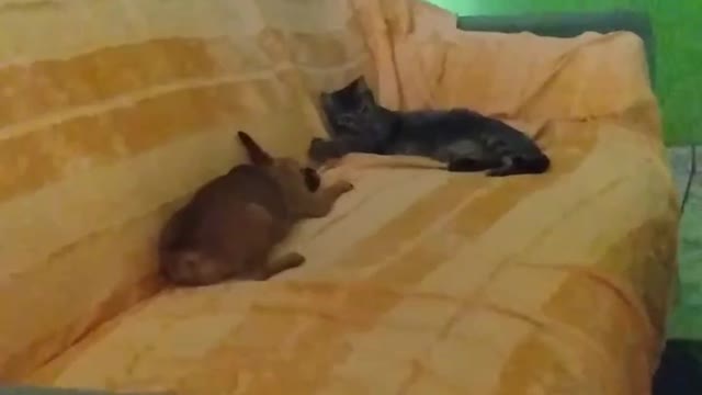 Gato e Cachorro 🐶 amigos para sempre