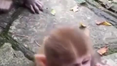 Monkey mother 😅