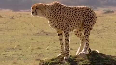 A Search for Shade | Little Big Cat | BBC Earth