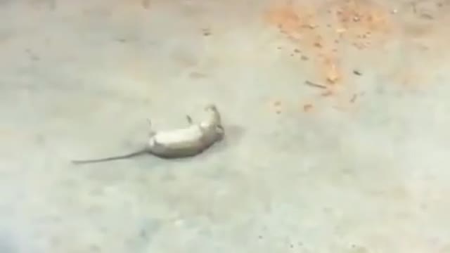 Mice Fool The Cat