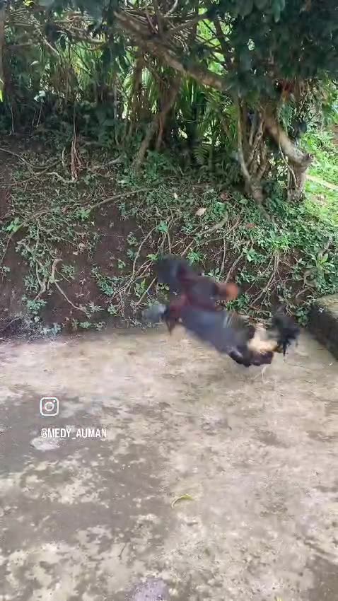 When two fighting roosters meet, do you think they'll clash? 🐓💥🤔