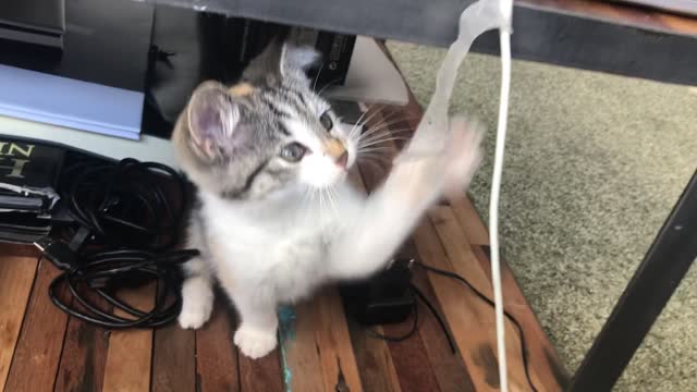A Playful Fluffy Kitten[2021]