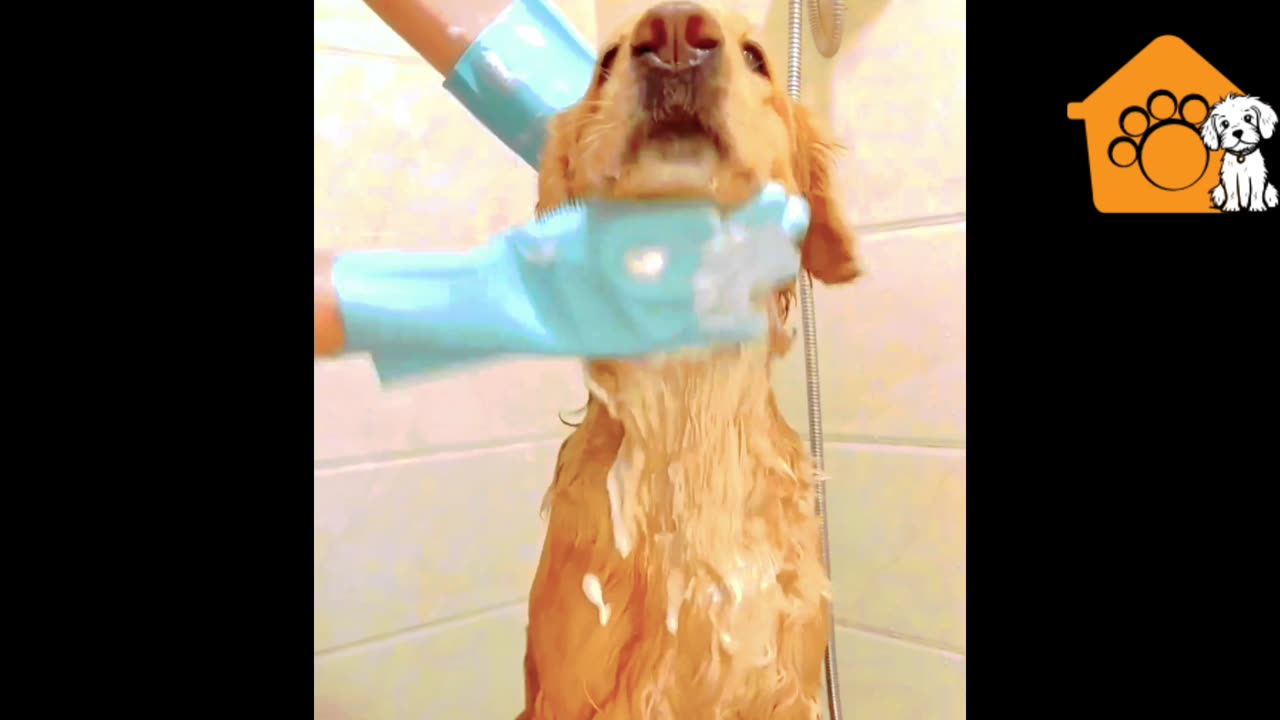 Bathing a dog