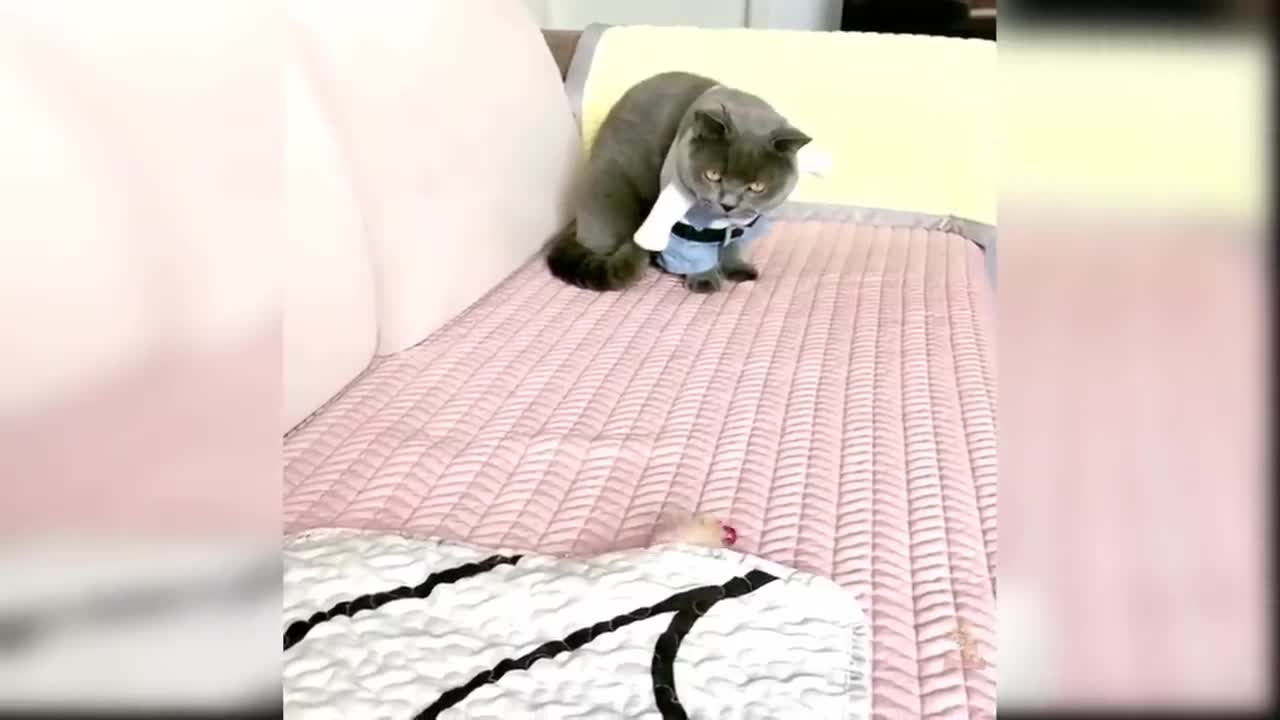 Cat Reaction to Toy - Funny Cat Toy Reaction Compilation