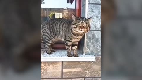 Funny cats go crazy