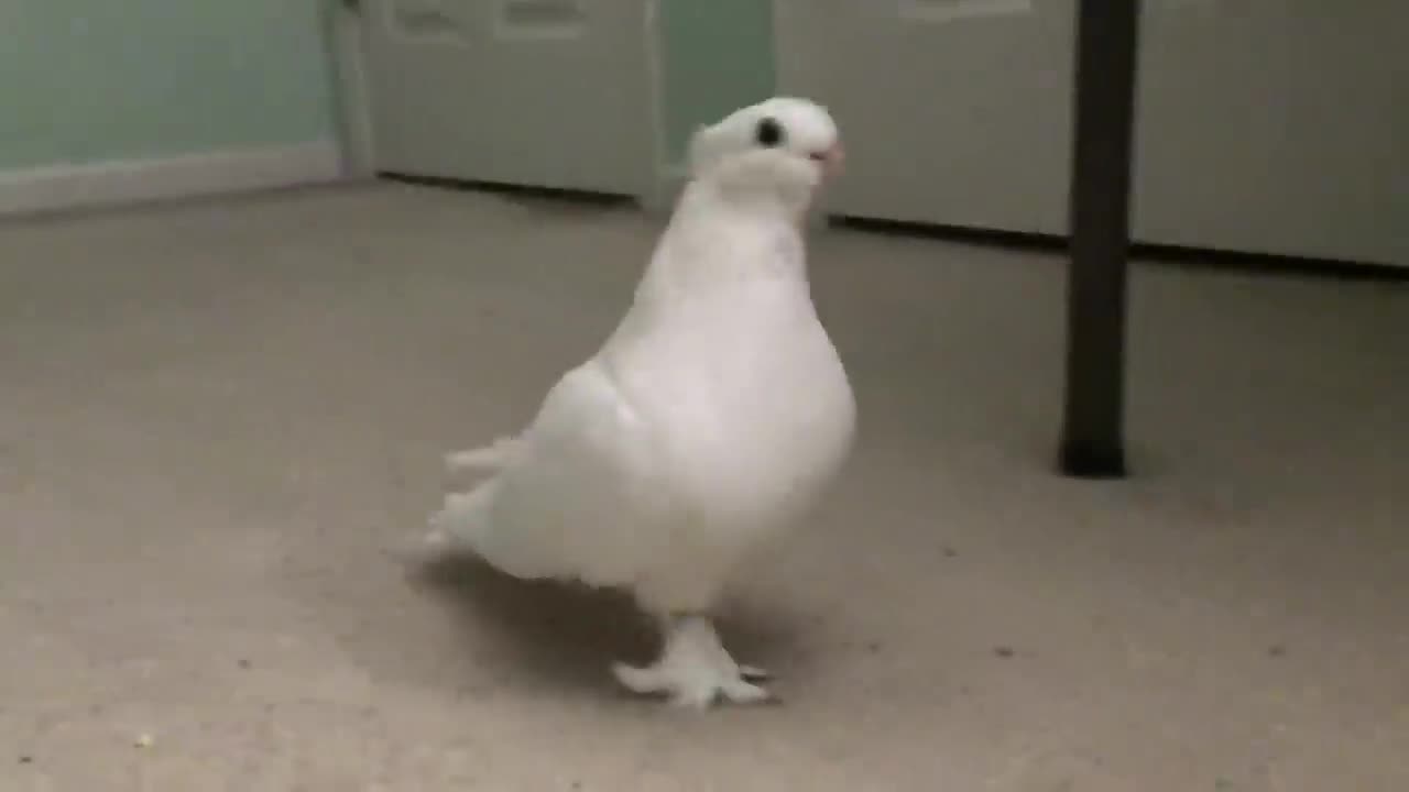 Pet pigeon puts himself to bed smart