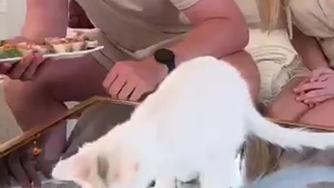 Feeding Cat 10$ VS 10000 Sushi