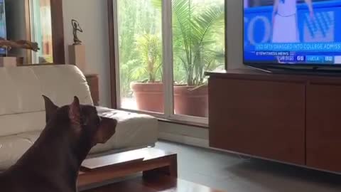 Dog watches the news