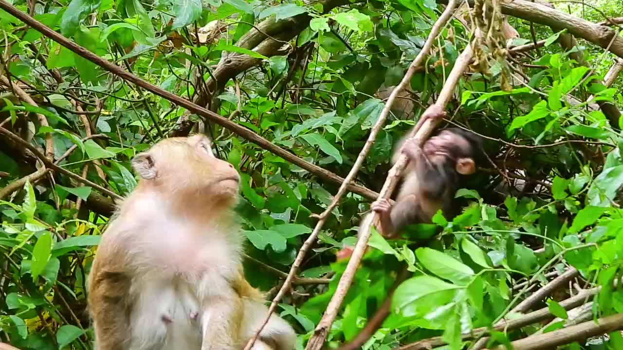 Branda Enjoy Playing on tree