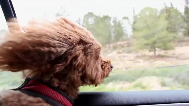 Cute puppy