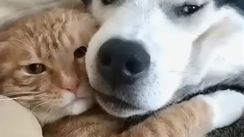 Cat and Dog Friendship - Dog and Cat Pure Love #