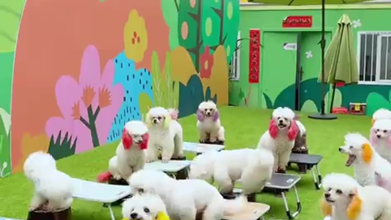 Estos perros son muy inteligentes
