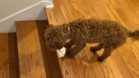 Cute mini puppy running on the stairs