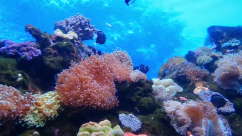 Stunning Coral Reef Aquarium 'Relaxing Music