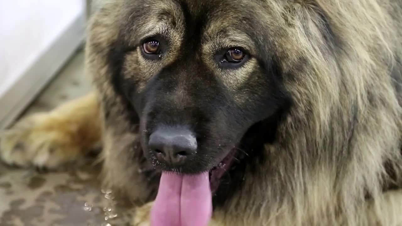 Caucasian shepherd dogs with red tongue