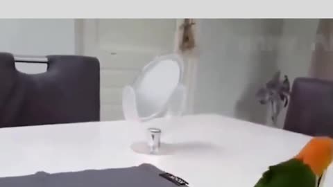 depicts a mouse