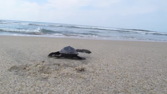 Nice Time Lapse Video of Baby Turtles On the Beach Heading Towards the Sea