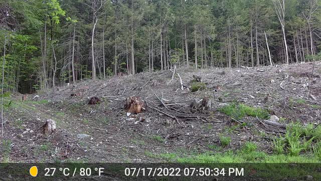 Mother deer teaching her fawn to forage