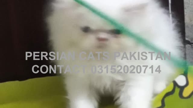 Beautiful Loving Pretty Persian Kitten