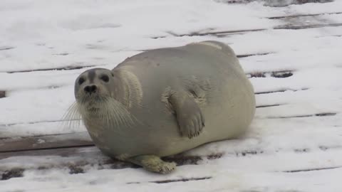 Seal Video Compilation For Kids