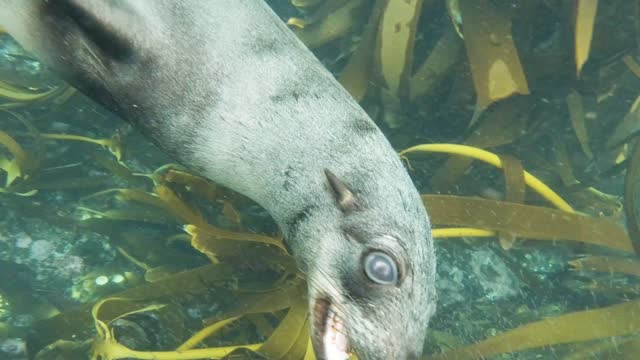 sea dog