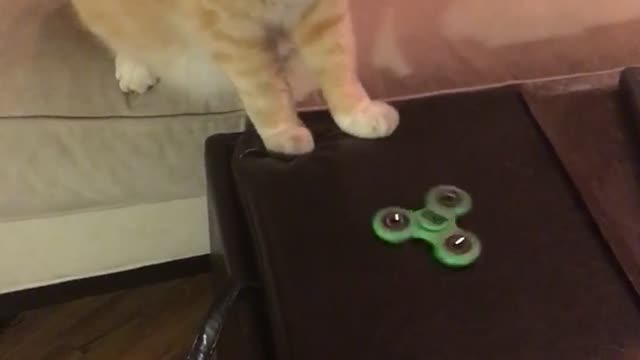 Orange kitten plays with fidget spinner