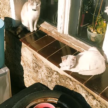 Two wonderful kittens ;-)