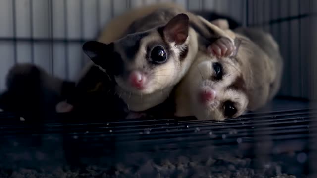 Cute dogs 💝💝🥰🥰#shortvideo #shortvideo #shortvideo by cute animals#37fun