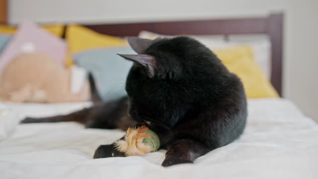 Best Pet Lover's Video of the Funky Black Cat