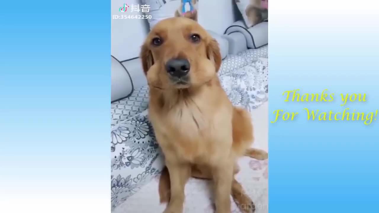 Animal Doing funny