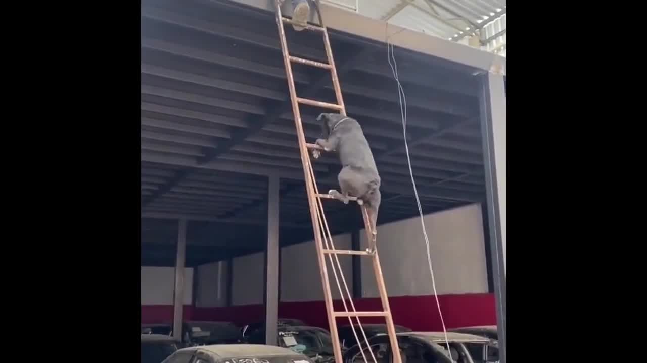 Very smart puppy climbing ladder