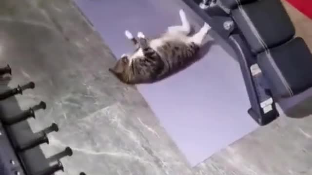 Nhà nuôi mẽo mà chưa bao giờ lớn tiếng với nó lần nào ae ạ! 😅