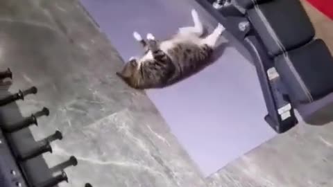 Nhà nuôi mẽo mà chưa bao giờ lớn tiếng với nó lần nào ae ạ! 😅