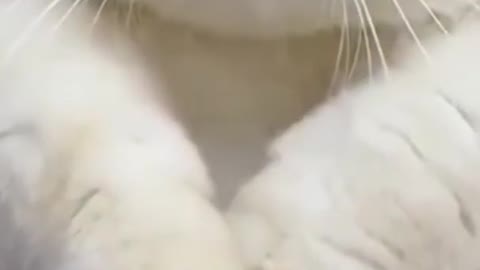 Cat 🐈 trying to say Hello 👋