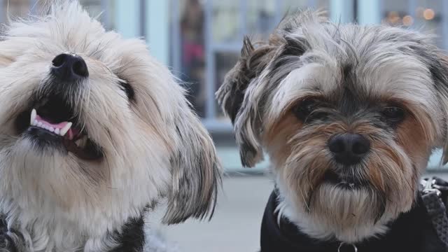 Best dogs for me