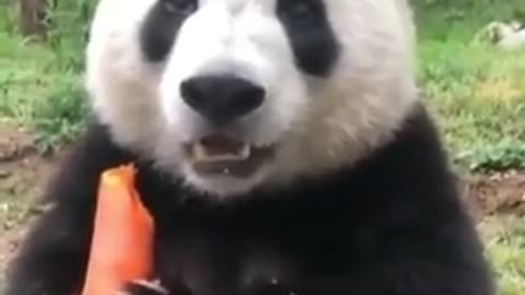 Panda bear eating carrots