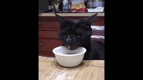 Funny Cats and Dogs Compilation