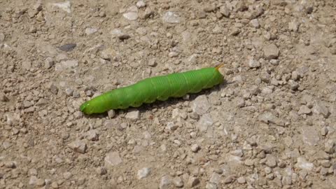 Caterpillar is an insect of various types and colors that you know